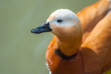 wild duck ogar on the pond close up - obrazy, fototapety, plakaty