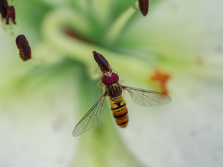 Schwebefliegen Macroaufnahme