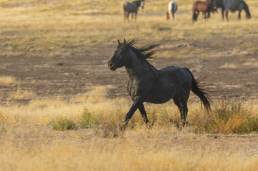 Fototapeta na wymiar Wild Horse Stallion