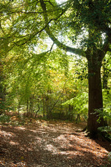 Obraz premium Autumn pathways in the woods.