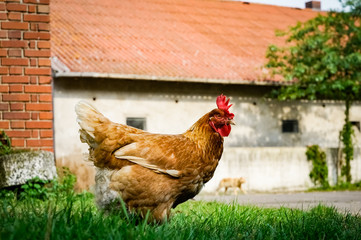 Idyllisch - braunes Huhn auf einem alten Bauernhof
