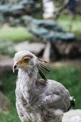 Closeup of secretarybird