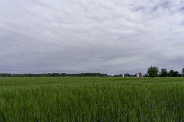 Green fields of grass