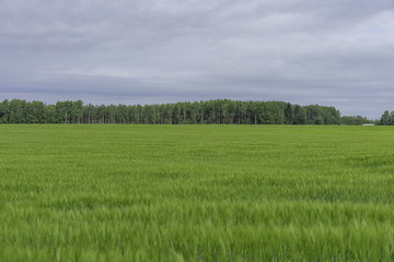 Obraz premium Green fields of grass
