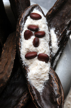 Ceratonia siliqua Carruba Algarroba Carob Carrubbio Farina Flour Harina
