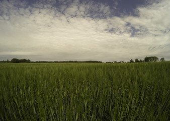 Green fields of grass