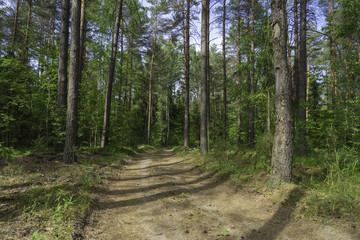 Forest on a summer day. Rustic summer landscape.