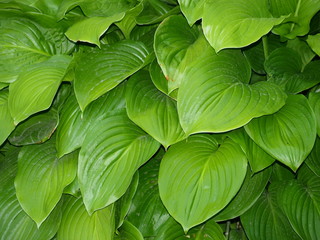 Green leaves