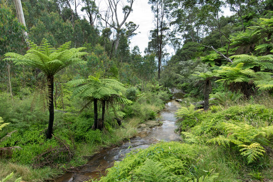 A brook in Blue Mountains in Australia