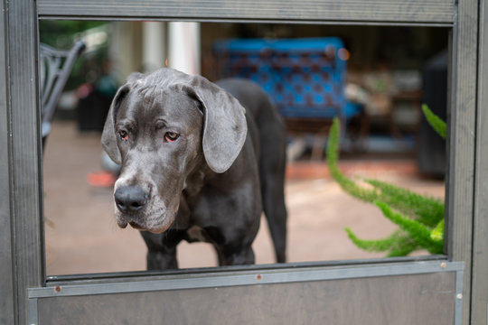 Great Dane