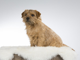 Norfolk terrier puppy portrait. Image taken in a studio with white background.