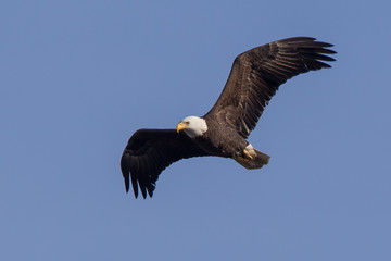 Bald Eagle Flying