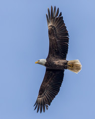 Bald Eagle Flying