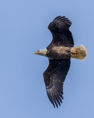Bald Eagle Flying