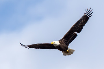 Bald Eagle Flying