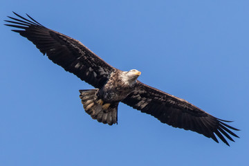 Bald Eagle Flying
