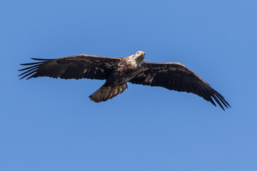 Bald Eagle Flying