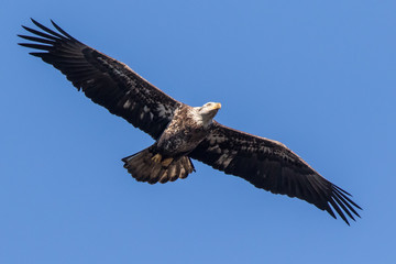 Bald Eagle Flying