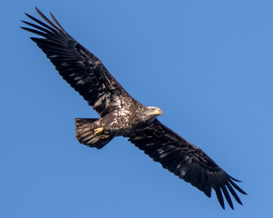 Bald Eagle Flying