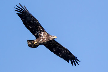 Bald Eagle Flying
