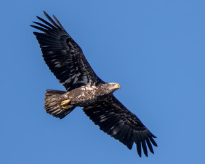 Bald Eagle Flying