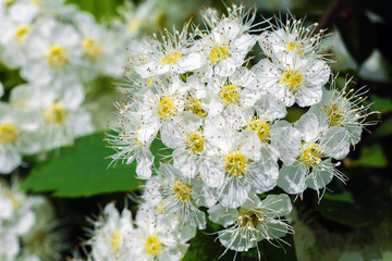 Flowering spiraea bushes