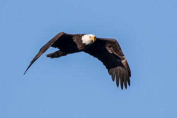 Bald Eagle Flying
