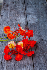 The beauty of a red flower or Caesalpinia pulcherrima   (L.) Sw. on wooden table.