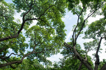 Under big green tree  with branch magnify