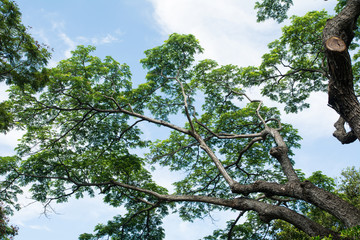 Under big green tree with branch magnify