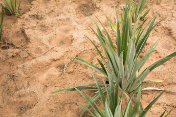 Pineapple farm in countryside