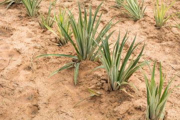 Pineapple farm in countryside