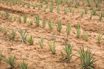 Pineapple farm in countryside