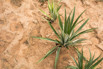 Pineapple farm in countryside