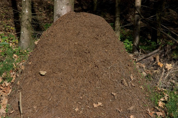 Ameisenhaufen