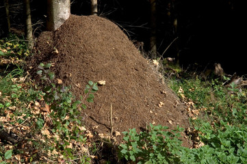 Ameisenhaufen