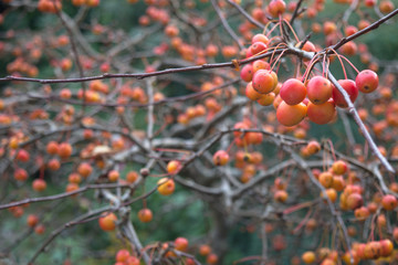 Autumn berries