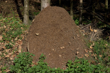 Ameisenhaufen