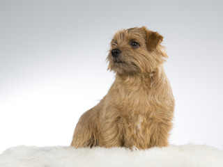 Beautiful dog portrait of a Norfolk terrier.