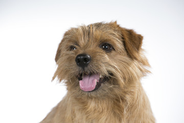 Beautiful dog portrait of a Norfolk terrier.
