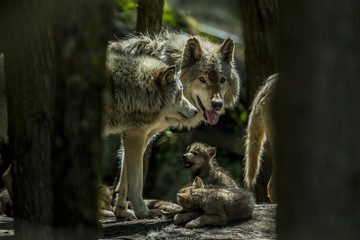 Wolf Family