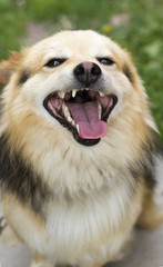 A happy dog. The dog is beige in color. The dog is smiling. The dog is close-up.