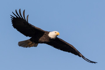 Bald Eagle Flying
