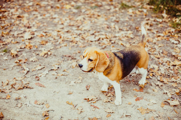 Beagle dog walking