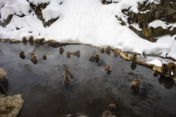  Japanese Snow Monkeys relaxing at onsen hot springs