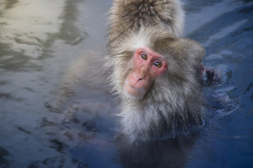  Japanese Snow Monkeys relaxing at onsen hot springs