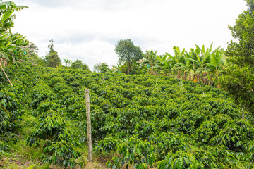 Fototapeta na wymiar Colombian coffee farm in Jericó