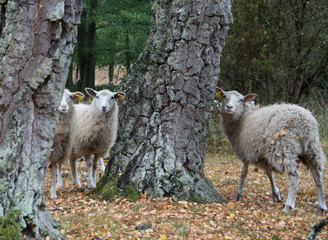 Sheep by three