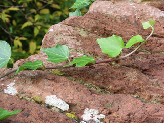 Green leaf ivy plant on an old brick wall