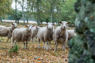 Naklejka premium Sheep